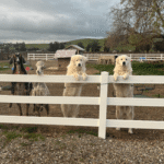 1960510970 Success Stories: Prancing Pony Maremmas Thriving Across North America