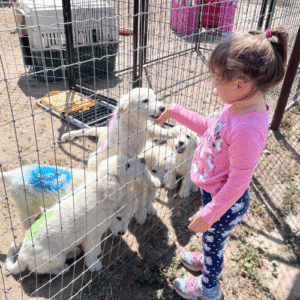 278511408 Inside Our Maremma Puppy Program