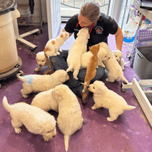 2236279804 Inside Our Maremma Puppy Program