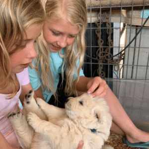 1687448867 Inside Our Maremma Puppy Program