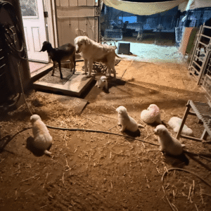 1393772681 Inside Our Maremma Puppy Program