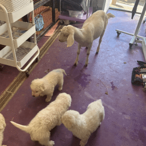 1203524453 Inside Our Maremma Puppy Program