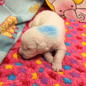 3114101144 Inside Our Maremma Puppy Program
