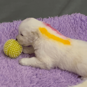 353230154 Inside Our Maremma Puppy Program