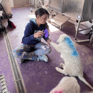 1685769656 Inside Our Maremma Puppy Program