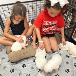 1760601932 Inside Our Maremma Puppy Program