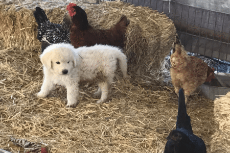 3130941507 Inside Our Maremma Puppy Program