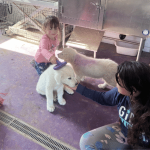 607755621 Inside Our Maremma Puppy Program