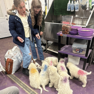3126723662 Inside Our Maremma Puppy Program