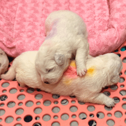 Sevro & Aurae Litter 8/25