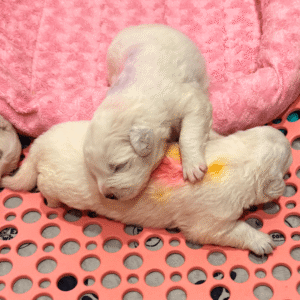 728249898 Inside Our Maremma Puppy Program