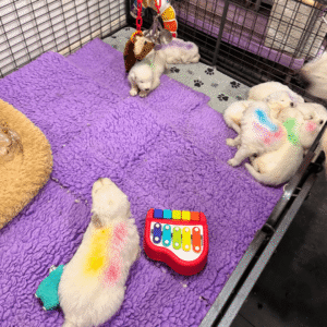 4127918373 Inside Our Maremma Puppy Program