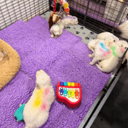 Sevro & Aurae Litter 8/25