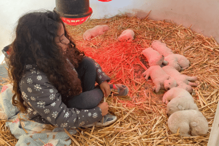 3006532409 Inside Our Maremma Puppy Program
