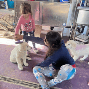 3120212093 Inside Our Maremma Puppy Program