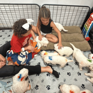 523633265 Inside Our Maremma Puppy Program