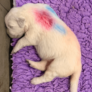 729133476 Inside Our Maremma Puppy Program