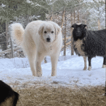 3039885586 Success Stories: Prancing Pony Maremmas Thriving Across North America