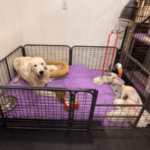 1381846909 Inside Our Maremma Puppy Program