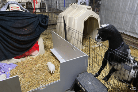 2998889832 Inside Our Maremma Puppy Program
