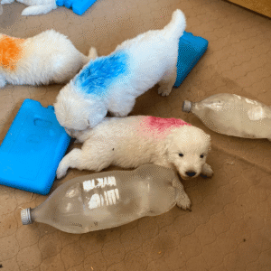 1259404149 Inside Our Maremma Puppy Program