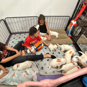 1954148660 Inside Our Maremma Puppy Program