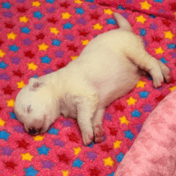 Sevro & Aurae Litter 8/25