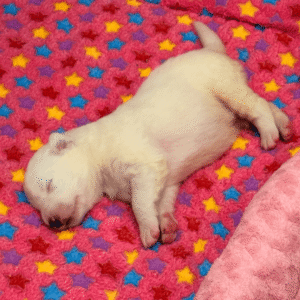 584995553 Inside Our Maremma Puppy Program