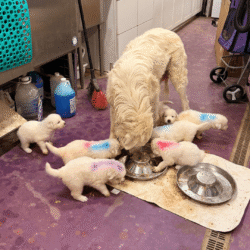 Sevro & Aurae Litter 8/25