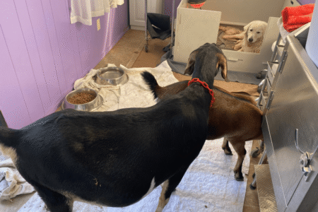 3534396721 Inside Our Maremma Puppy Program