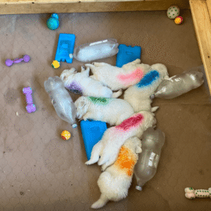 2610558791 Inside Our Maremma Puppy Program