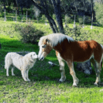 1991744356 Success Stories: Prancing Pony Maremmas Thriving Across North America
