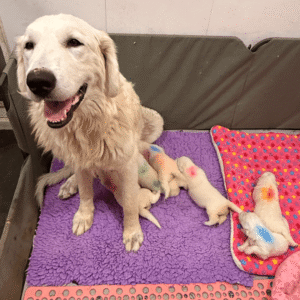 3794169506 Inside Our Maremma Puppy Program