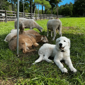 2755830153 Inside Our Maremma Puppy Program