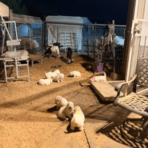 3536640323 Inside Our Maremma Puppy Program
