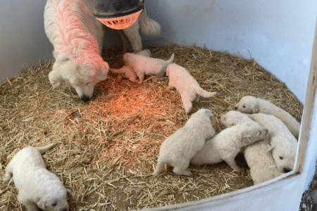 1893393832 Inside Our Maremma Puppy Program