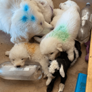 2855040234 Inside Our Maremma Puppy Program