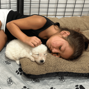2055312292 Inside Our Maremma Puppy Program