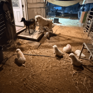 195982603 Inside Our Maremma Puppy Program