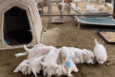 3344274255 Inside Our Maremma Puppy Program