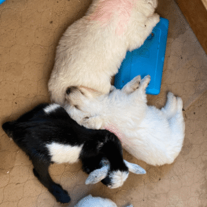1895656737 Inside Our Maremma Puppy Program