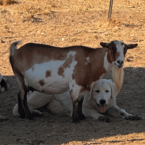 1493383404 Inside Our Maremma Puppy Program