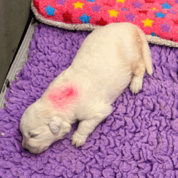 Sevro & Aurae Litter 8/25
