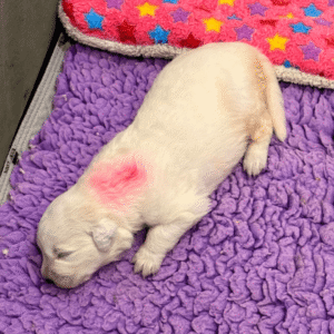 4272834690 Inside Our Maremma Puppy Program