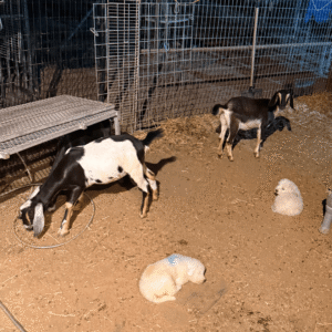 2266137116 Inside Our Maremma Puppy Program