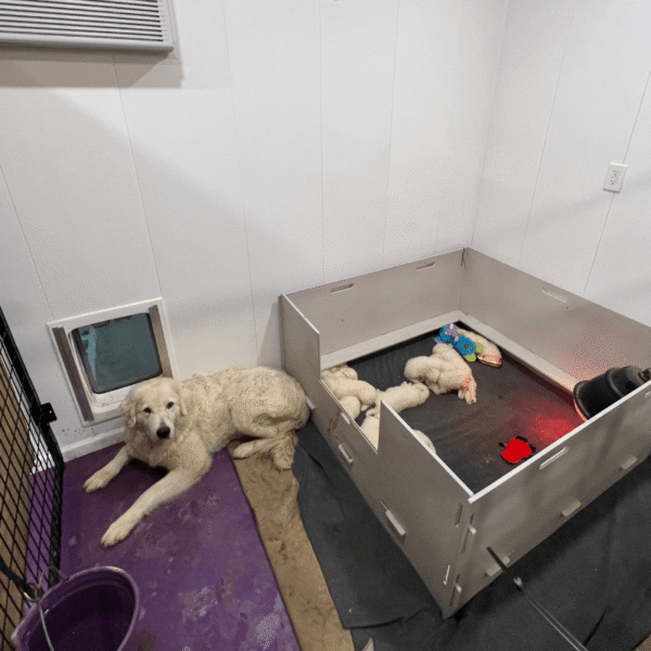 353725638 Gianna: Retired Maremma Female for a Quiet Chicken Farm