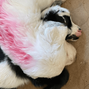 2115896667 Inside Our Maremma Puppy Program