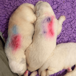 3719062022 Inside Our Maremma Puppy Program