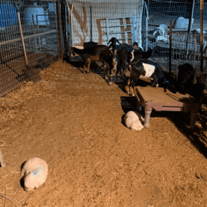 523271540 Inside Our Maremma Puppy Program