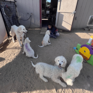 2189723022 Inside Our Maremma Puppy Program